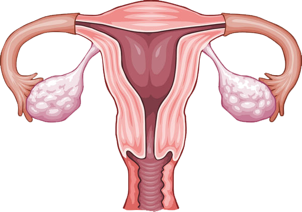 endometru
